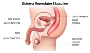 qual a importância do acompanhamento com urologista